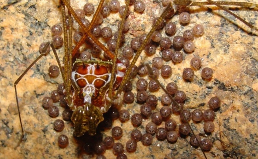 OPILIONES IN BRAZILIAN CAVES