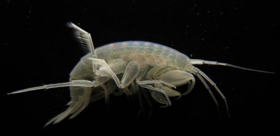 AMPHIPODS IN BRAZILIAN CAVES