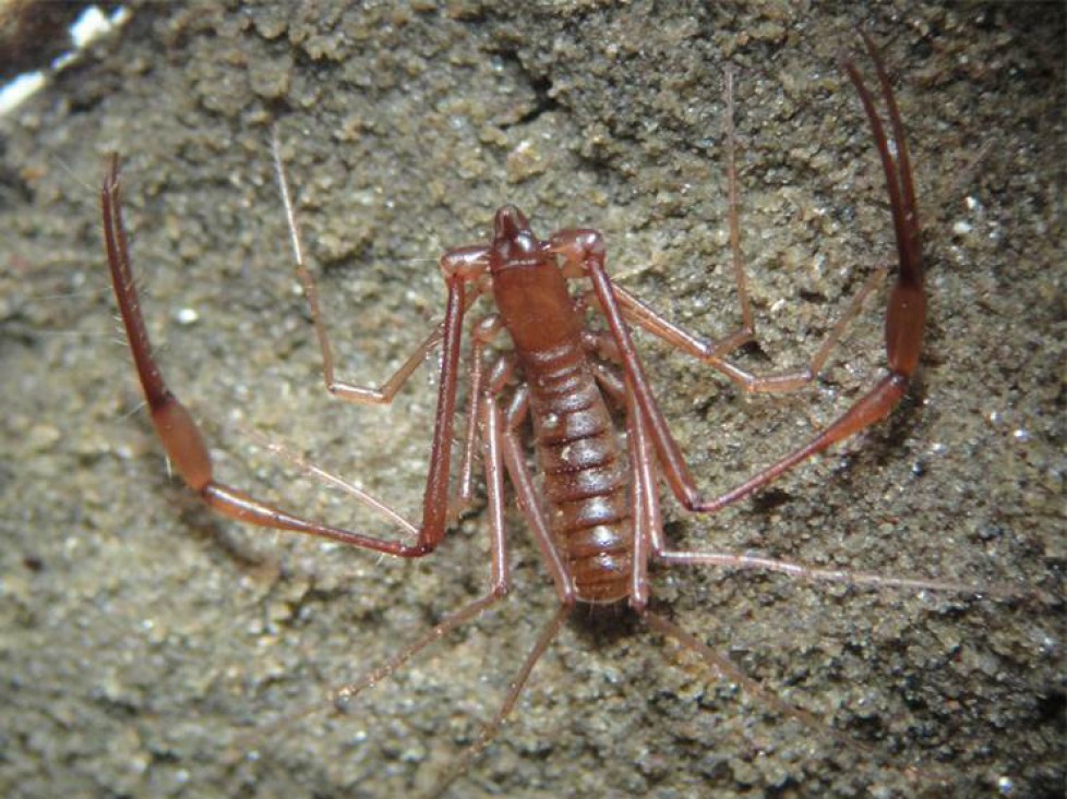 PSEUDOSCORPIONS IN BRAZILIAN CAVES