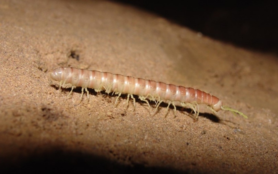 MILLIPEDES IN BRAZILIAN CAVES