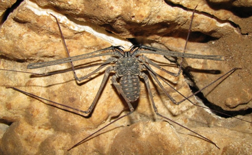 AMBLYPYGI IN BRAZILIAN CAVES