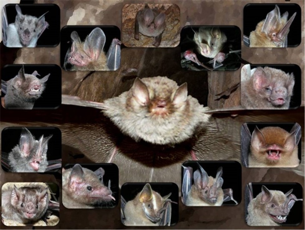 BATS IN BRAZILIAN CAVES