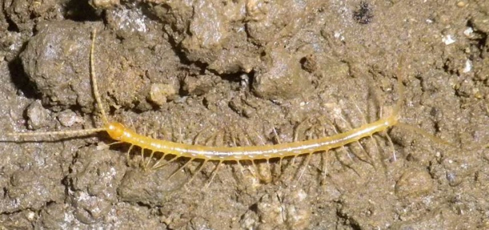 Chilopoda