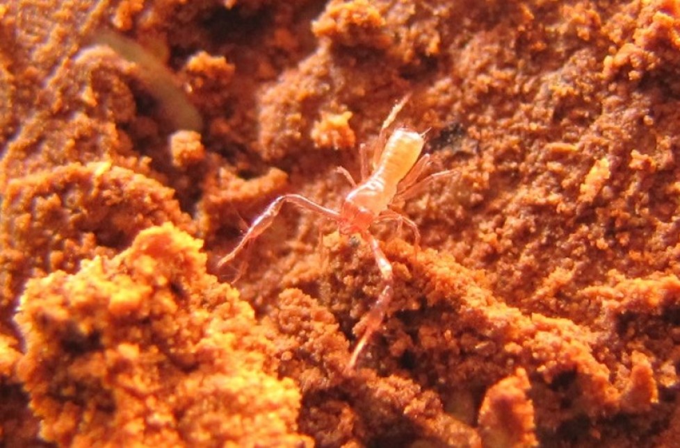 Ecomorphology of cave pseudoscorpions of the Chthonioidea