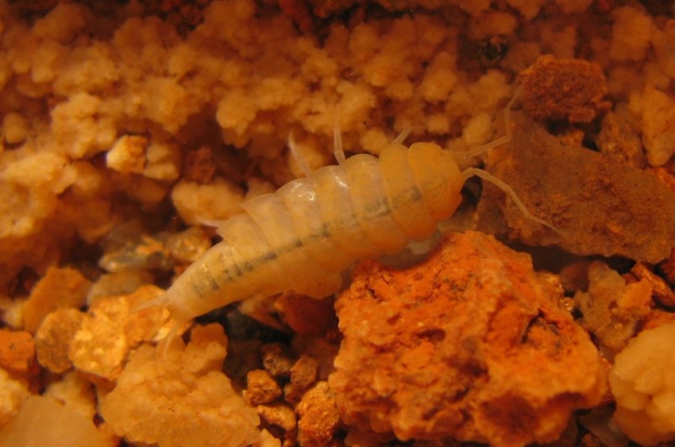 Description of new species of troglobite Styloniscidae isopods