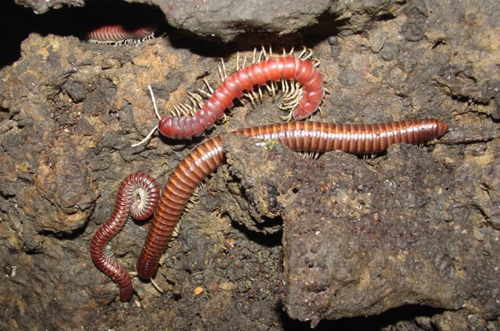 Description of new species of Diplopoda  in caves of Brazil