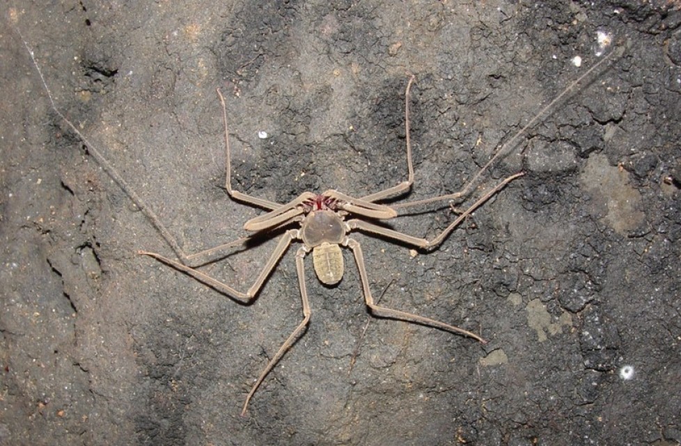 Description of new species of Amblypygi