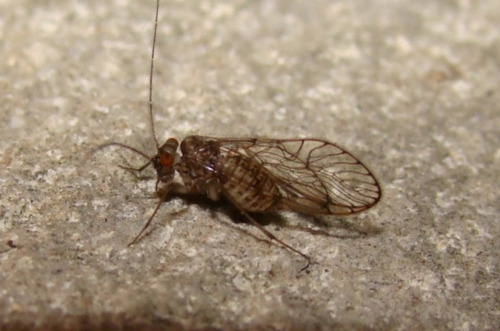 Composition and richness of Psocoptera in Brazilian caves