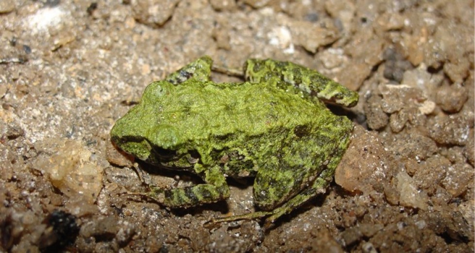 Anuran diversity and distribution in Brazilian caves