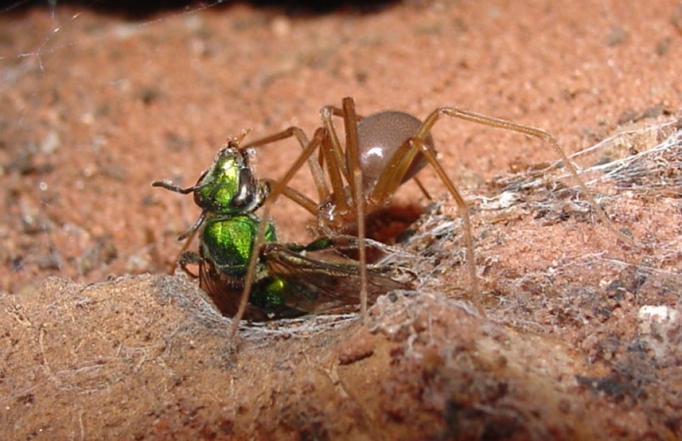 Complexidade ecológica: cavernas como modelos para a criação de índices