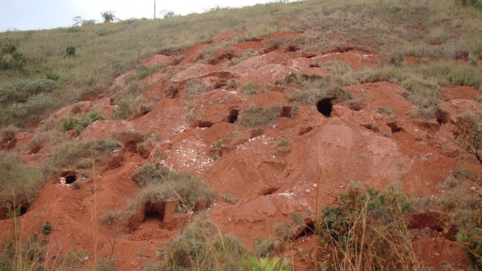 Biodiversidade em cavidades artificiais no Estado de Minas Gerais