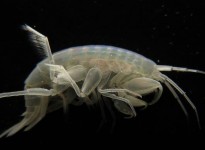 AMPHIPODS IN BRAZILIAN CAVES