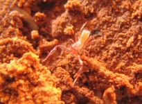 Ecomorfologia dos pseudoescorpiões cavernícolas Chthonioidea