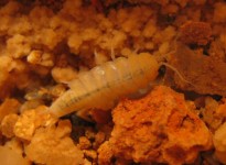 Descrição de novas espécies de Isópodes Styloniscidae troglóbios