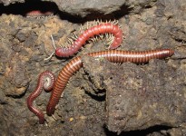 Description of new species of Diplopoda  in caves of Brazil
