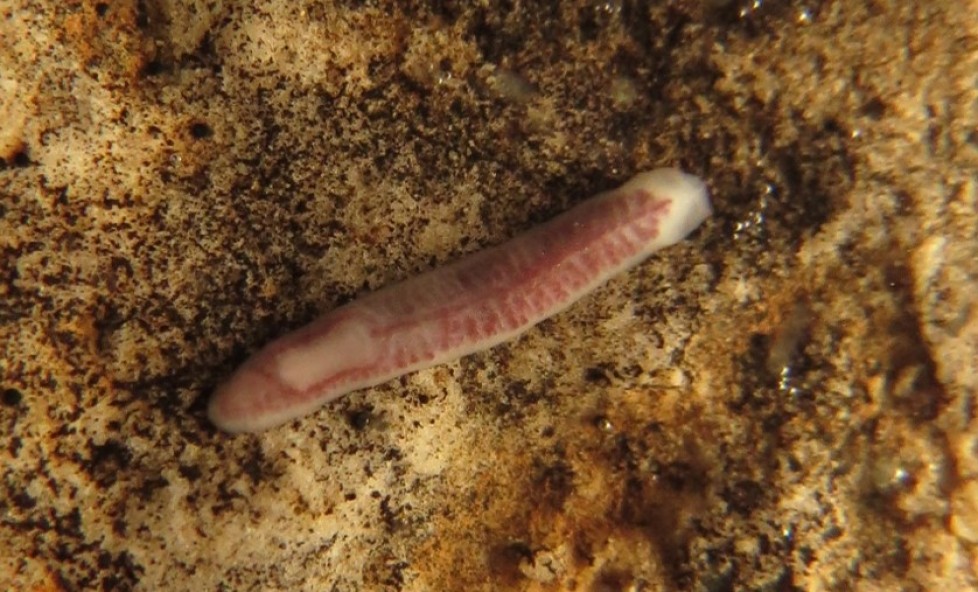 Platyhelminthes