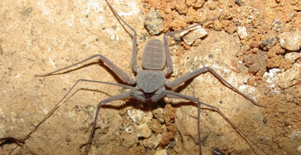 scorpion cave spider in Actun Tunichil Muknal (ATM) Cave in Belize