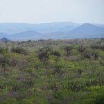 caatinga