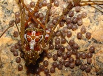 OPILIONES EM CAVERNAS BRASILEIRAS