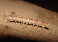 MILLIPEDES EM CAVERNAS BRASILEIRAS