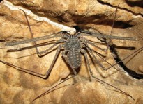 AMBLYPYGI EM CAVERNAS BRASILEIRAS