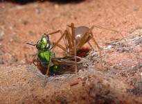 Complexidade ecológica: cavernas como modelos para a criação de índices