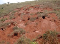 Biodiversidade em cavidades artificiais no Estado de Minas Gerais